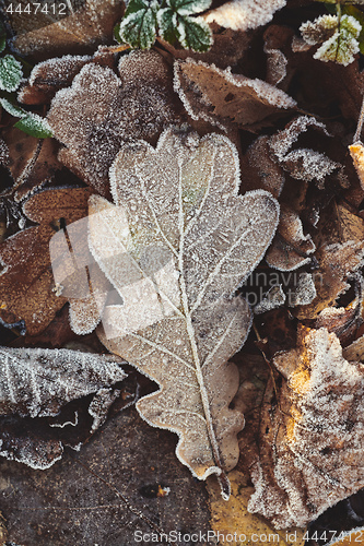 Image of Beautiful fallen leaves covered with frost