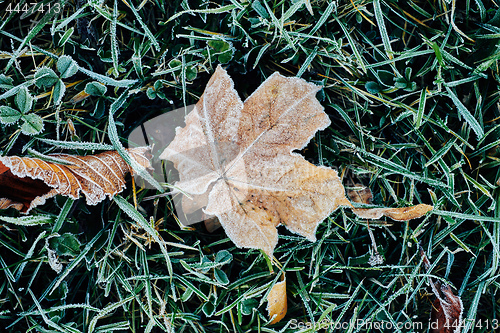 Image of Beautiful fallen leaves covered with frost