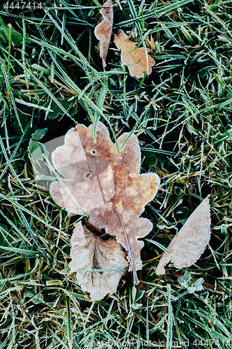 Image of Beautiful fallen leaves covered with frost