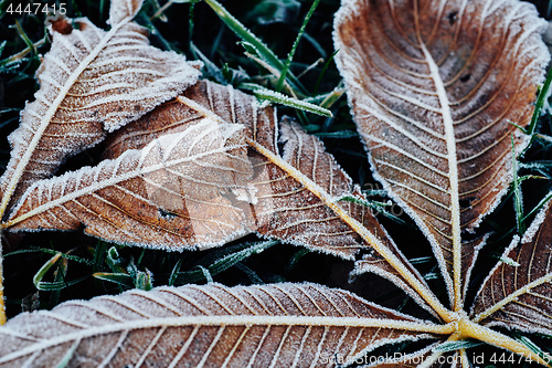 Image of Fallen chestnut tree leaves covered with frost lie on the frozen grass