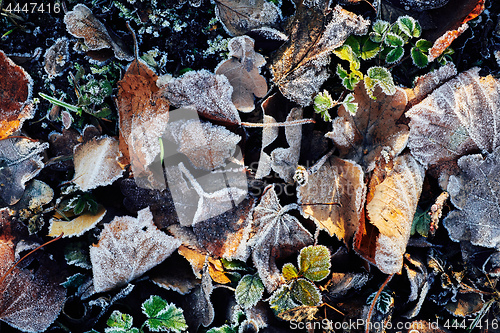 Image of Beautiful fallen leaves covered with frost