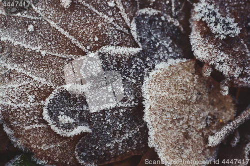 Image of Beautiful fallen leaves covered with frost