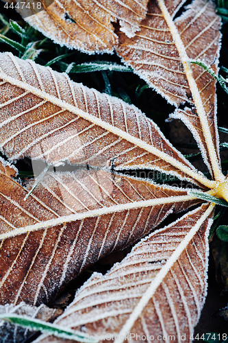 Image of Fallen chestnut tree leaves covered with frost lie on the frozen grass