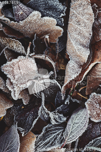 Image of Beautiful fallen leaves covered with frost