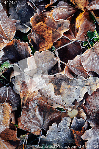 Image of Beautiful fallen leaves covered with frost