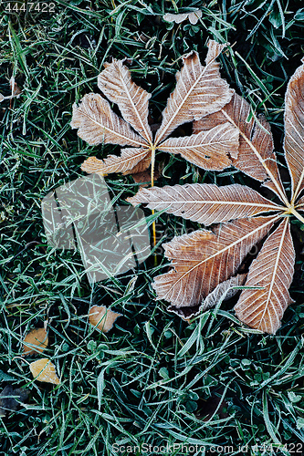 Image of Fallen chestnut tree leaves covered with frost lie on the frozen grass