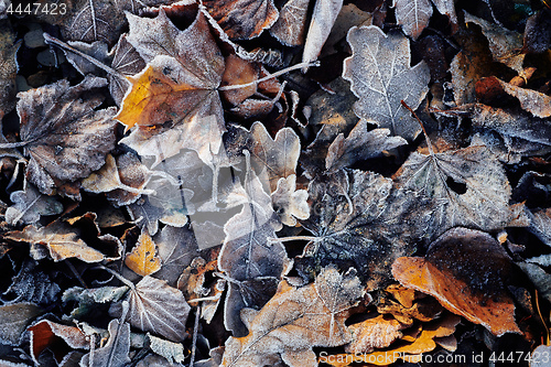 Image of Beautiful fallen leaves covered with frost