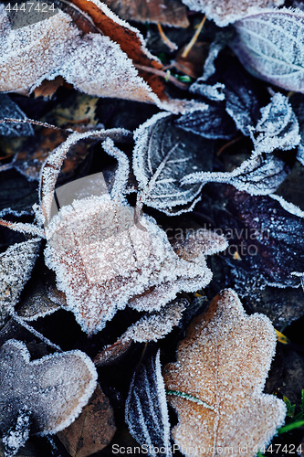 Image of Beautiful fallen leaves covered with frost