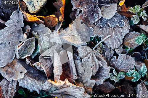 Image of Beautiful fallen leaves covered with frost