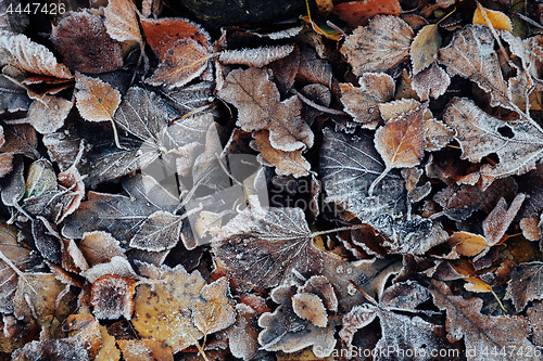 Image of Beautiful fallen leaves covered with frost