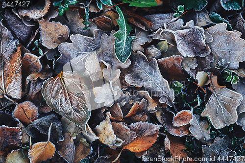 Image of Beautiful fallen leaves covered with frost