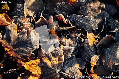 Image of Beautiful fallen leaves covered with frost