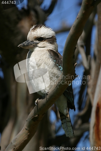 Image of Cookaburra