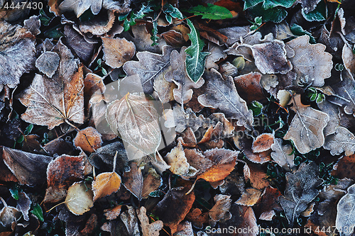 Image of Beautiful fallen leaves covered with frost