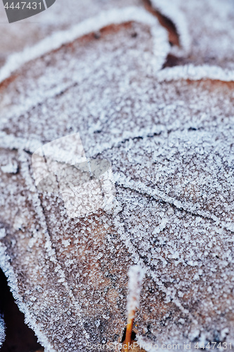 Image of Beautiful fallen leaves covered with frost