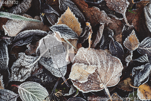 Image of Beautiful fallen leaves covered with frost