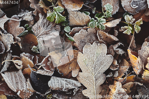 Image of Beautiful fallen leaves covered with frost