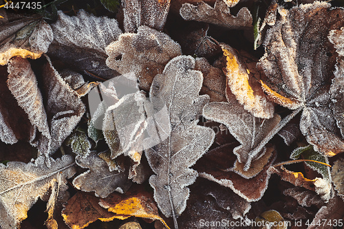 Image of Beautiful fallen leaves covered with frost