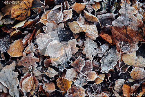 Image of Beautiful fallen leaves covered with frost