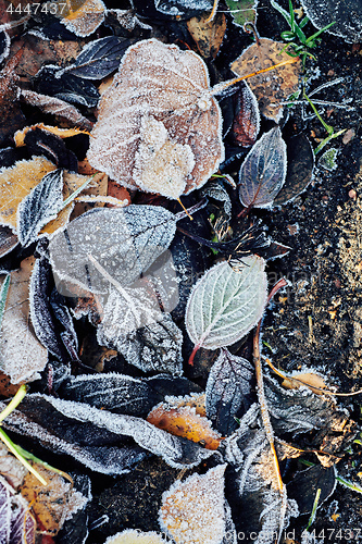 Image of Beautiful fallen leaves covered with frost