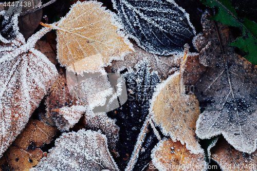 Image of Beautiful fallen leaves covered with frost