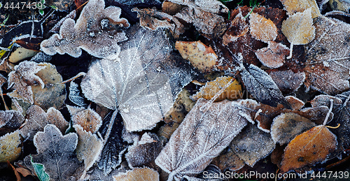 Image of Beautiful fallen leaves covered with frost