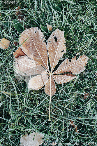 Image of Fallen chestnut tree leaves covered with frost lie on the frozen grass