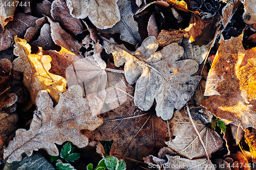 Image of Beautiful fallen leaves covered with frost