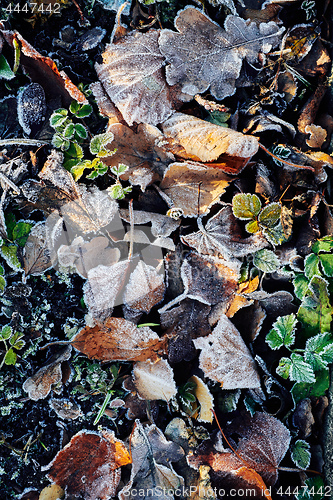 Image of Beautiful fallen leaves covered with frost