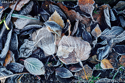 Image of Beautiful fallen leaves covered with frost