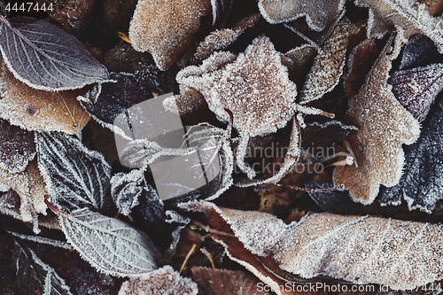 Image of Beautiful fallen leaves covered with frost