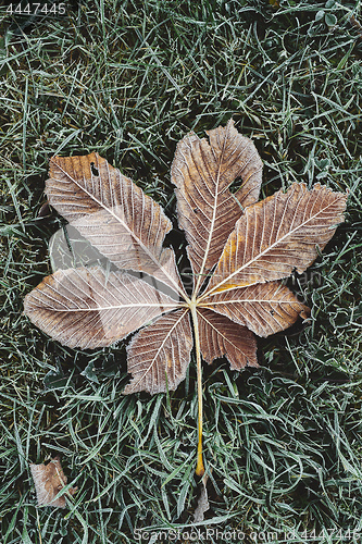 Image of Fallen chestnut tree leaves covered with frost lie on the frozen grass