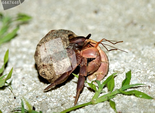 Image of Brown Hermit Crab