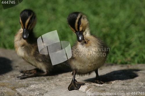 Image of Ducklings