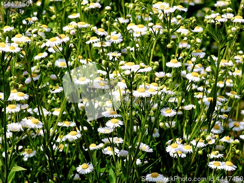 Image of Wild White Daisies