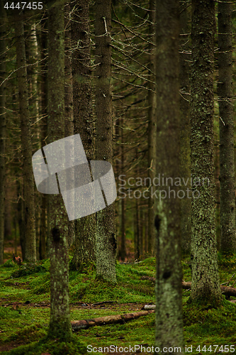 Image of Sunlight streaming through a pine forest