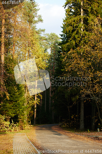 Image of Asphalt road going through dark conifer forest