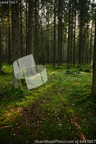 Image of Path through a pine forest