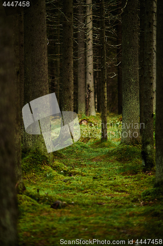 Image of Sunlight streaming through a pine forest