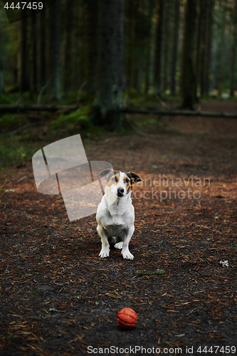 Image of Dog standing on path