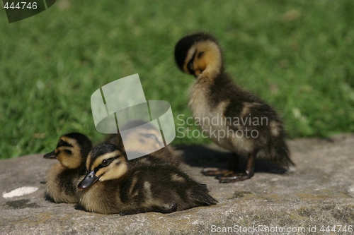 Image of Ducklings