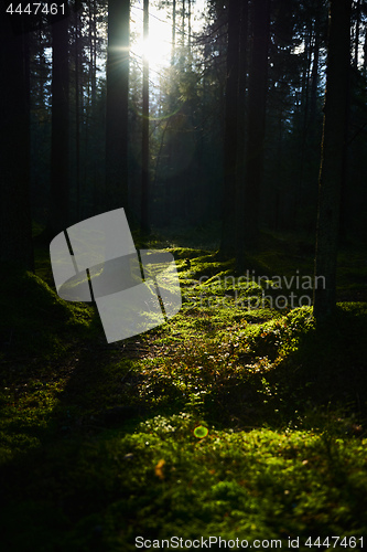 Image of Sunlight streaming through a pine forest