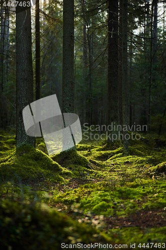 Image of Sunlight streaming through a pine forest