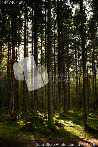 Image of Sunlight streaming through a pine forest