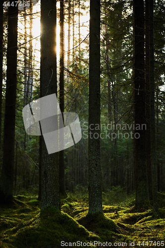 Image of Sunlight streaming through a pine forest