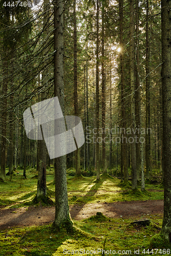 Image of Sunlight streaming through a pine forest