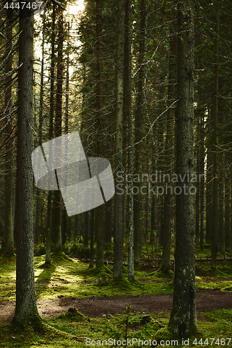 Image of Sunlight streaming through a pine forest