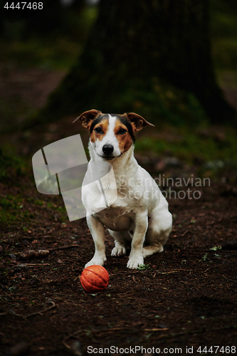 Image of Dog standing on path