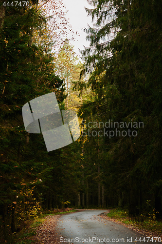 Image of Asphalt road going through dark conifer forest