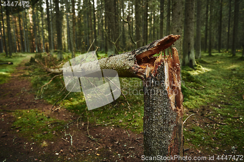 Image of Broken tree trunk in pine forest